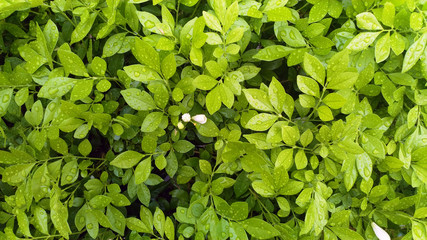 green leave background