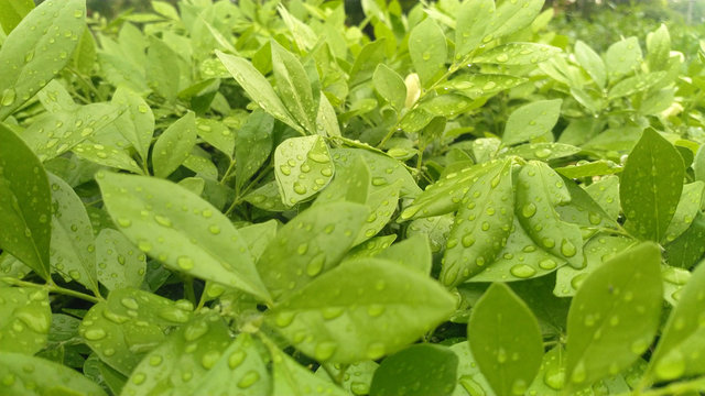 Green leaf background in garden