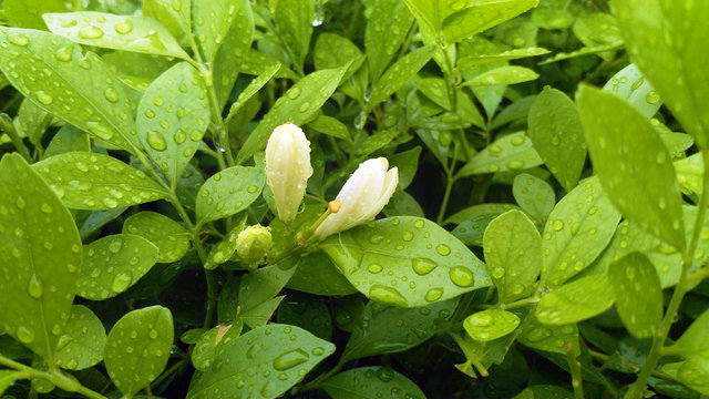green leave background