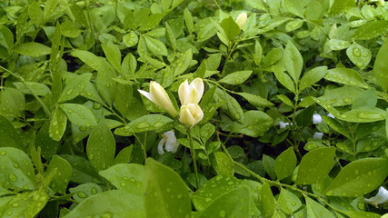green leave background