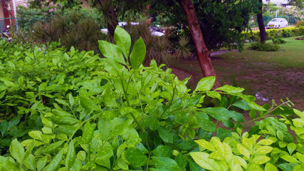 Green leaf background in garden