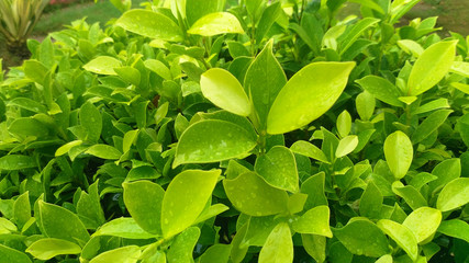 Green leaf background in garden