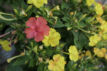 pink and yellow flowers