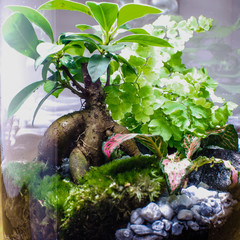 design intérieur végétal terrarium plante arbre 