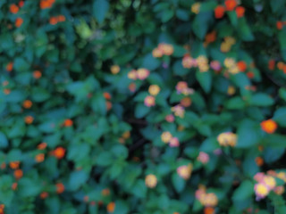 Abstract of flower bed blooming in garden