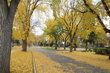 Colours On 133St., Edmonton, Alberta