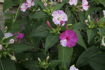 pink flowers in the garden