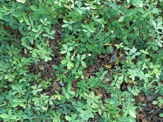 fresh green foliage during the day