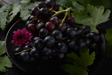 Bunch of dark blue / black grapes  with leaves  on black background 