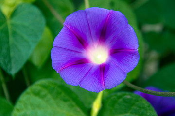 purple flower in the garden