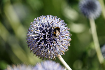 Bee on blue flower in garden