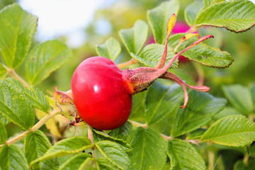 Rosehip blooms red fruits and pink flowers