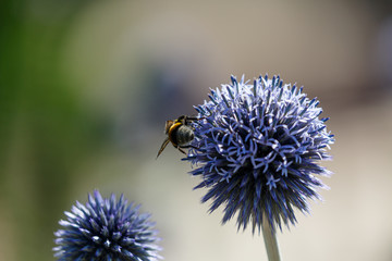 Bee on blue flower in garden