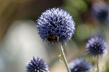 Bee on blue flower in garden