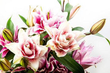 Bouquet of pink and white lilies isolated on white background. Macro view of lily  
