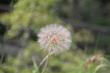 Dandelion  Going To Seed, Banff National Park, Alberta