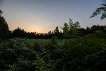 Fototapete bei efototapeten.de bestellen   