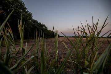 Zandpol, Drenthe at sunset