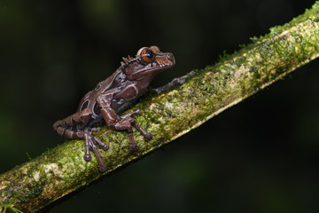 Crowned Tree Frog on branch