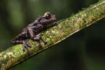 Crowned Tree Frog on branch
