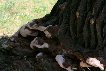 mushrooms on a tree