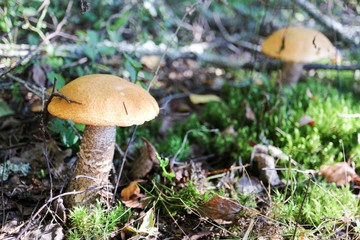 orange cap boletus in the moss in the forest close up