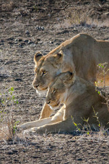 pair of female lions