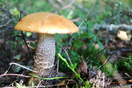 orange cap boletus in the moss in the forest close up