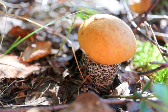 orange cap boletus in the moss in the forest close up