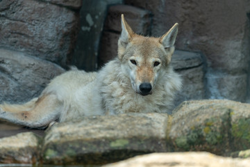 Obraz premium Tibetan wolf (Chinese wolf) (Mongolian wolf) (Gray wolf) at the Osaka Zoo in Japan
