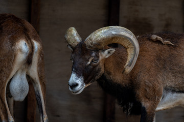 Mouflon (Ovis gmelini) at the Osaka Zoo in Japan