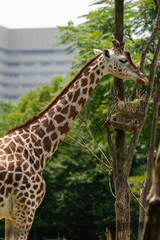 Giraffe at the Osaka Zoo in Japan