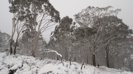 Snowy Gum-trees