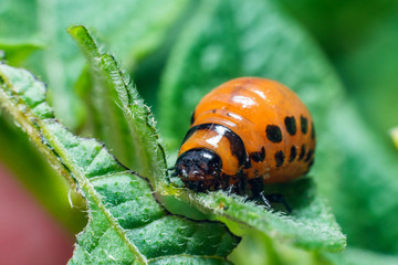Colorado potato beetle larvae eats potato leaves, damaging agriculture