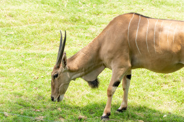 Eland at the Osaka Zoo in Japan