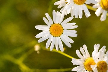 White wildflowers on a green background