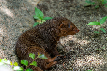 Common dwarf mongoose (Helogale parvula) at the Osaka Zoo in Japan