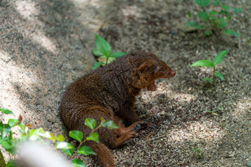 Common dwarf mongoose (Helogale parvula) at the Osaka Zoo in Japan