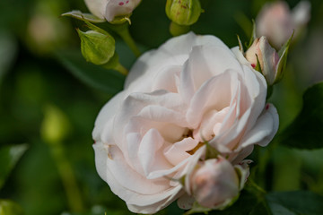 White roses with a slight pink tint on a dark green background