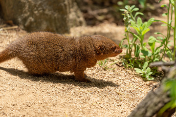 Common dwarf mongoose (Helogale parvula) at the Osaka Zoo in Japan