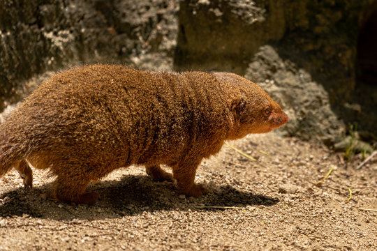Common dwarf mongoose (Helogale parvula) at the Osaka Zoo in Japan