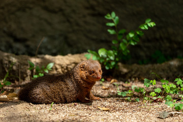 Common dwarf mongoose (Helogale parvula) at the Osaka Zoo in Japan