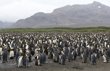 A King Penguin (Aptenodytes patagonicus) colony on a pebble beach on the island of South Georgia.	
