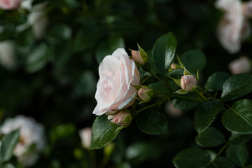 White roses with a slight pink tint on a dark green background