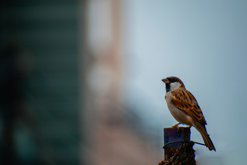 sparrow on a branch
