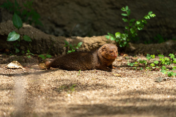 Common dwarf mongoose (Helogale parvula) at the Osaka Zoo in Japan