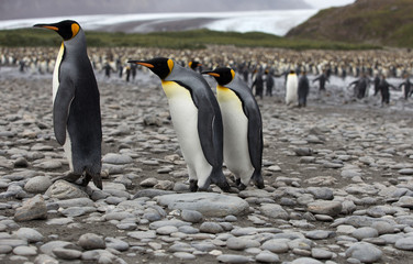 Fototapeta premium King Penguin, (Aptenodytes patagonicus) South Georgia Island, Antarctica. 
