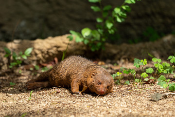 Naklejka na ściany i meble Common dwarf mongoose (Helogale parvula) at the Osaka Zoo in Japan