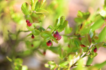 Blooming pink flowers blueberry bushes with light green leaves