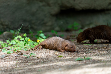 Common dwarf mongoose (Helogale parvula) at the Osaka Zoo in Japan